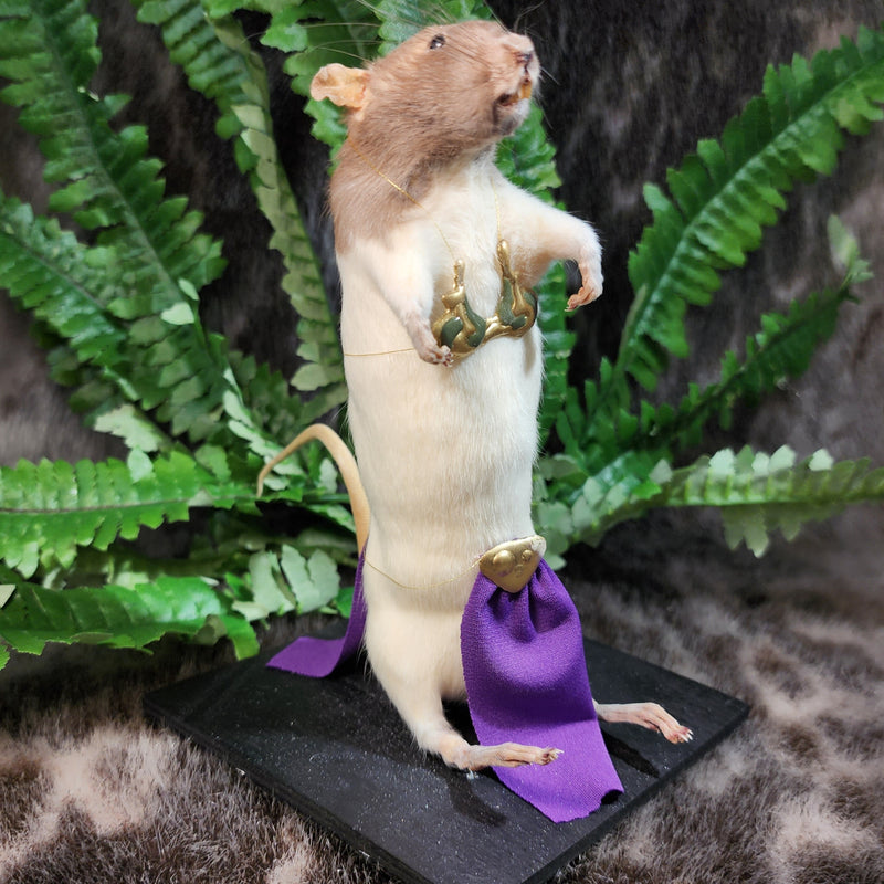 Rat Taxidermy, Slave Princess