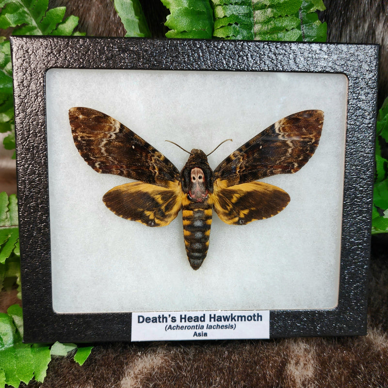 Death's Head Hawkmoths (SALE)