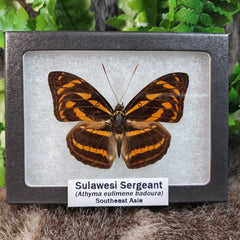 Sulawesi Sergeant Butterfly