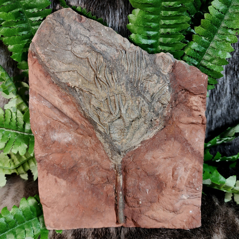 Fossil Sea Lily (Crinoid), Scyphocrinites I