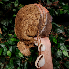 Vanuatu Ancestor Human Skull A