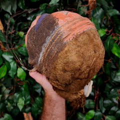 Vanuatu Ancestor Human Skull A