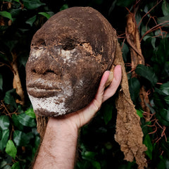 Vanuatu Ancestor Human Skull B