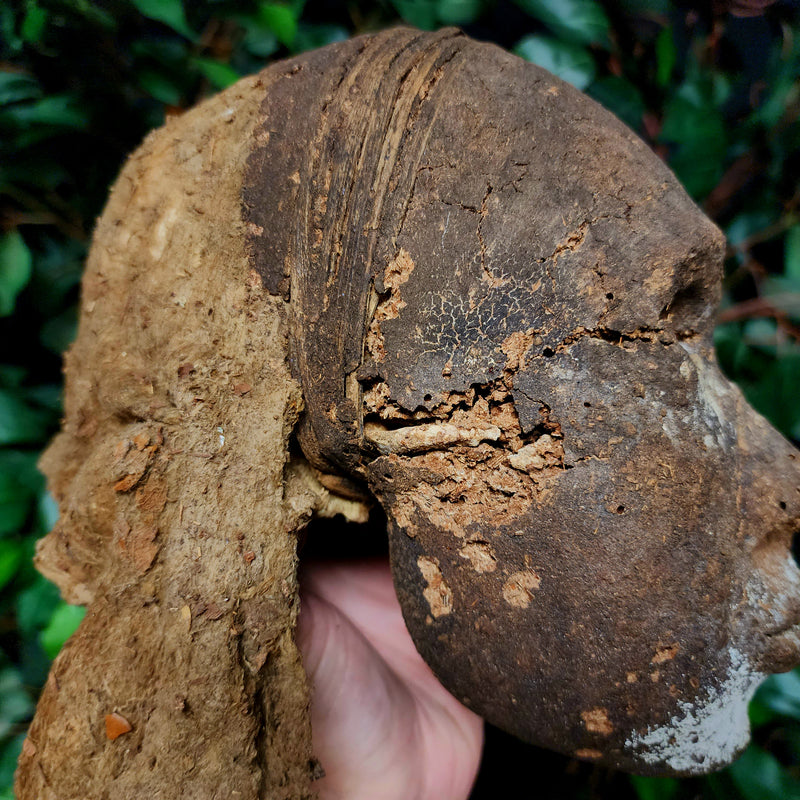 Vanuatu Ancestor Human Skull B