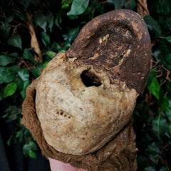 Vanuatu Ancestor Human Skull B