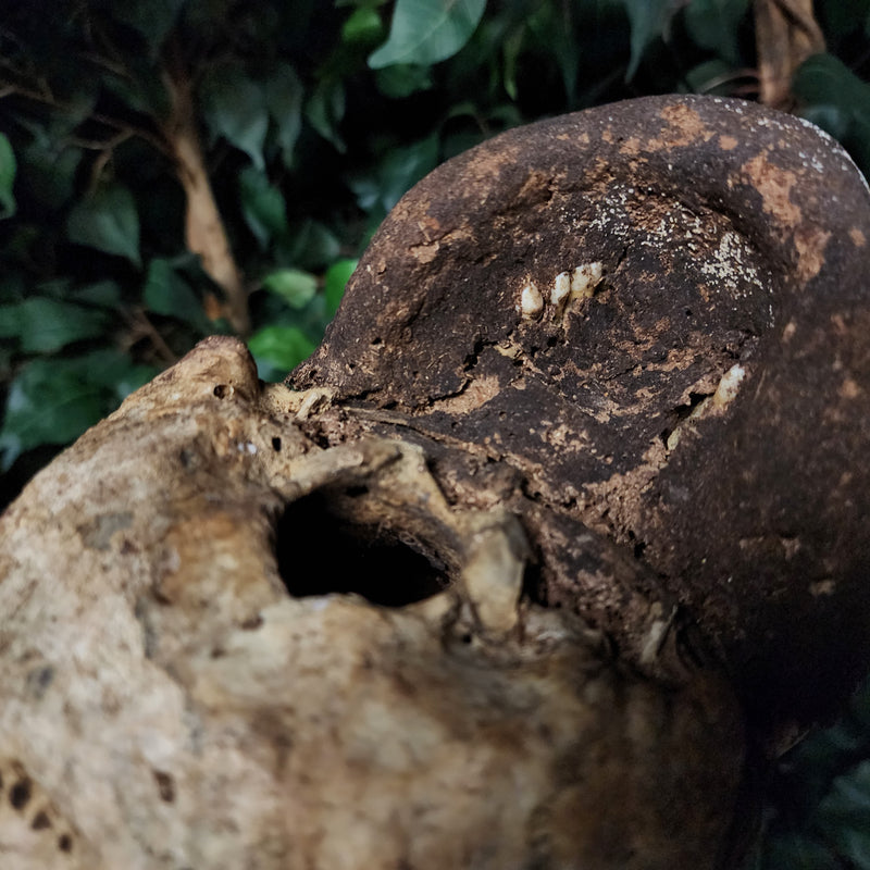 Vanuatu Ancestor Human Skull B