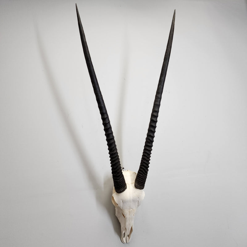 Gemsbok Oryx Skull XL