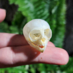 Marmoset Monkey Skull D