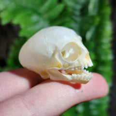 Marmoset Monkey Skull D