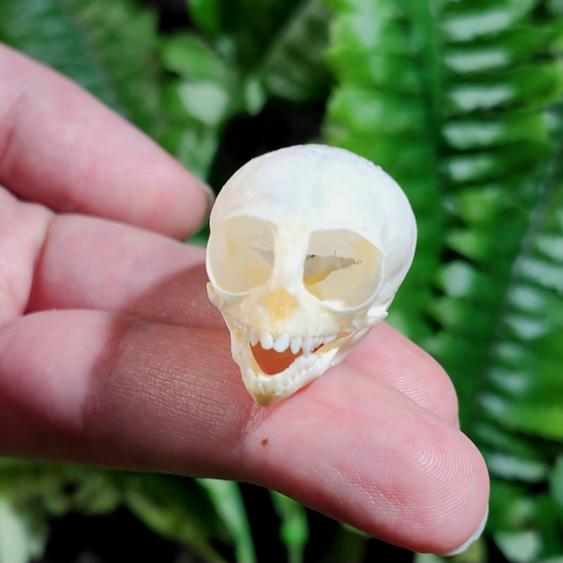 Marmoset Monkey Skull D