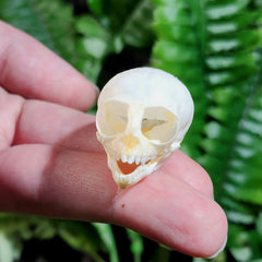 Marmoset Monkey Skull D