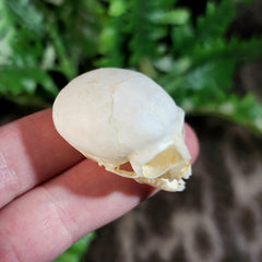 Marmoset Monkey Skull D