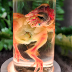 Deformed Chick, Diaphonized A (Two-Headed)