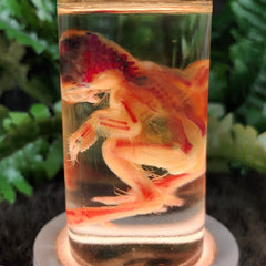 Deformed Chick, Diaphonized A (Two-Headed)