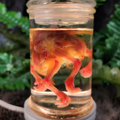 Deformed Chick, Diaphonized B (Conjoined Twins)