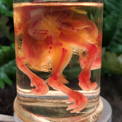 Deformed Chick, Diaphonized B (Conjoined Twins)