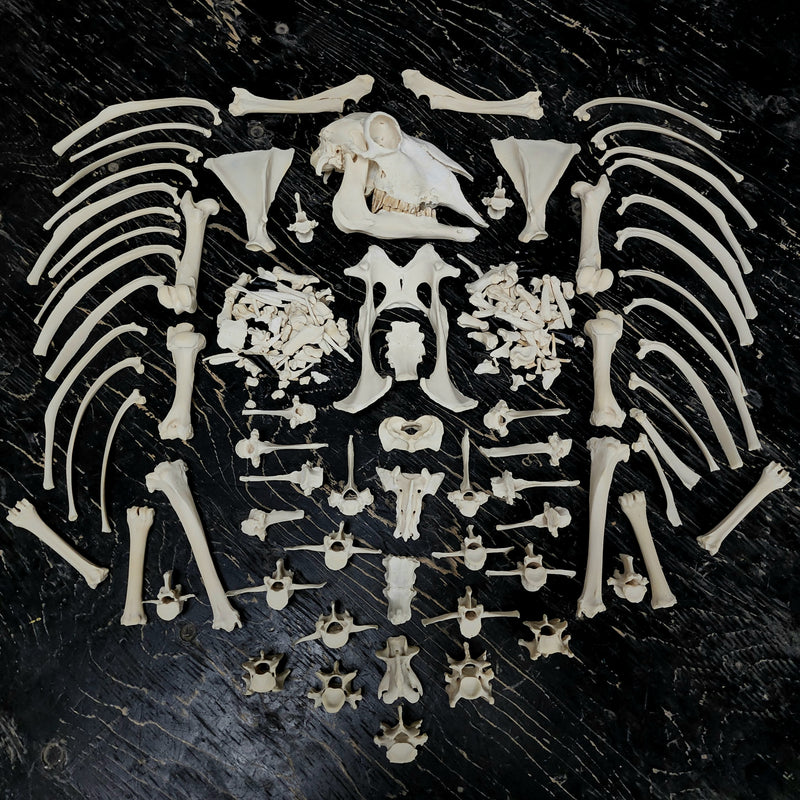 Sheep Skeleton B, Disarticulated