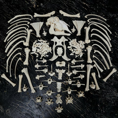 Sheep Skeleton B, Disarticulated