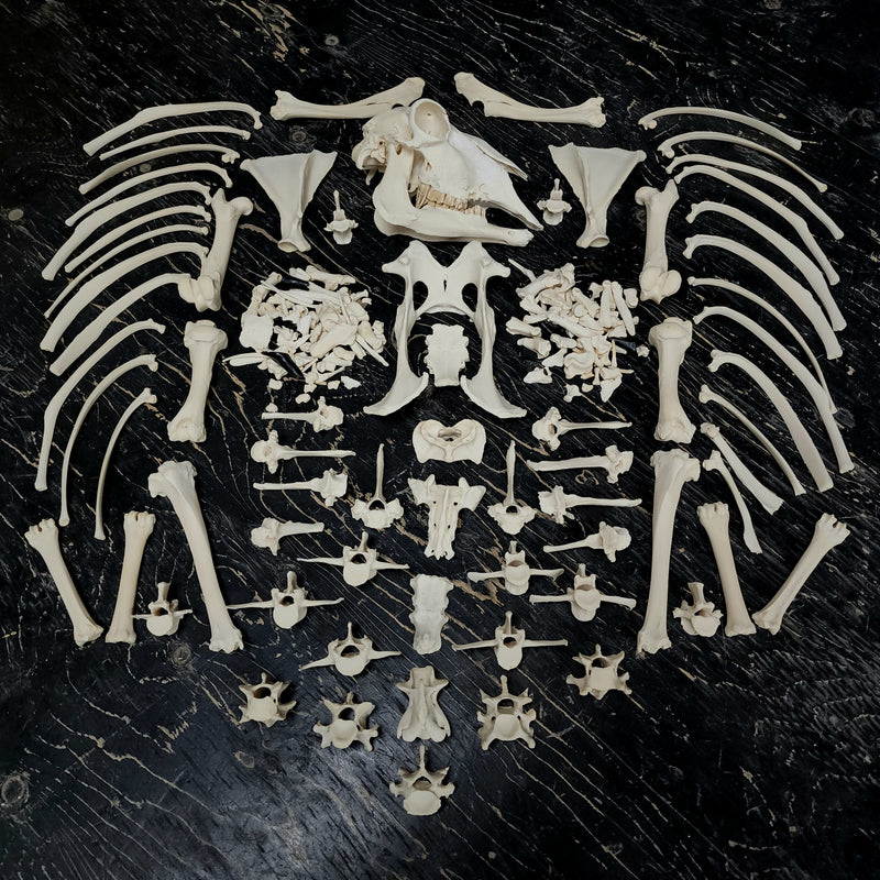 Sheep Skeleton B, Disarticulated