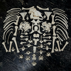 Sheep Skeleton B, Disarticulated