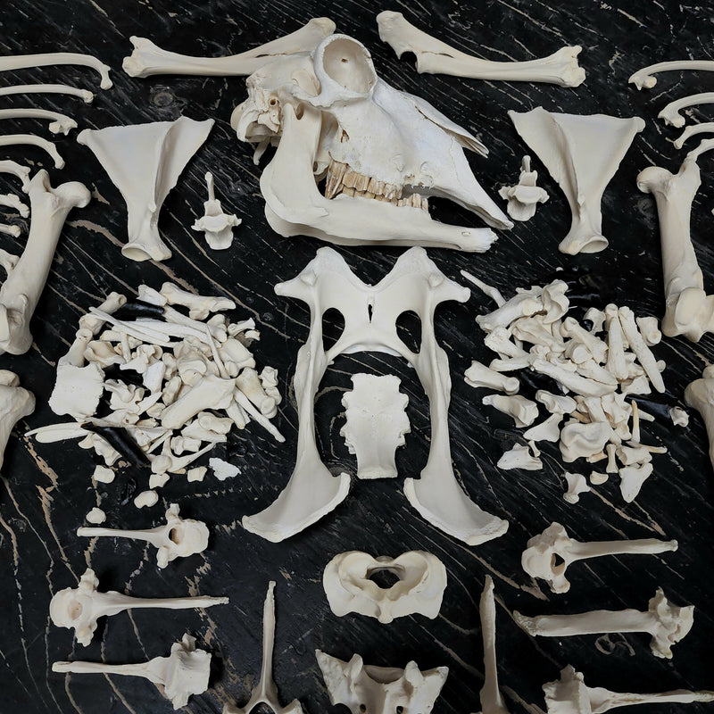 Sheep Skeleton B, Disarticulated