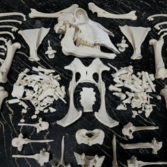 Sheep Skeleton B, Disarticulated