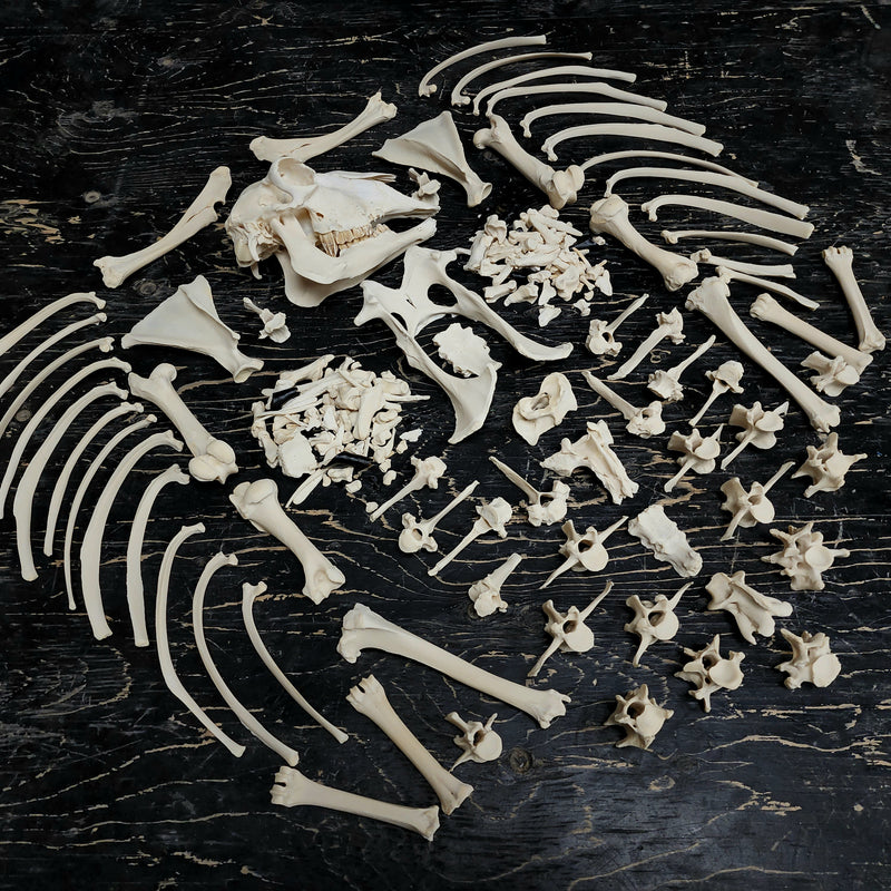 Sheep Skeleton B, Disarticulated