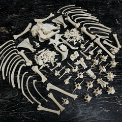 Sheep Skeleton B, Disarticulated