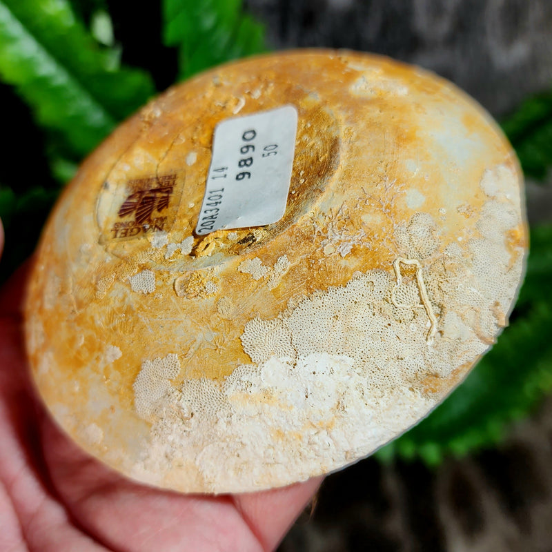 Tek Sing Shipwreck Plate