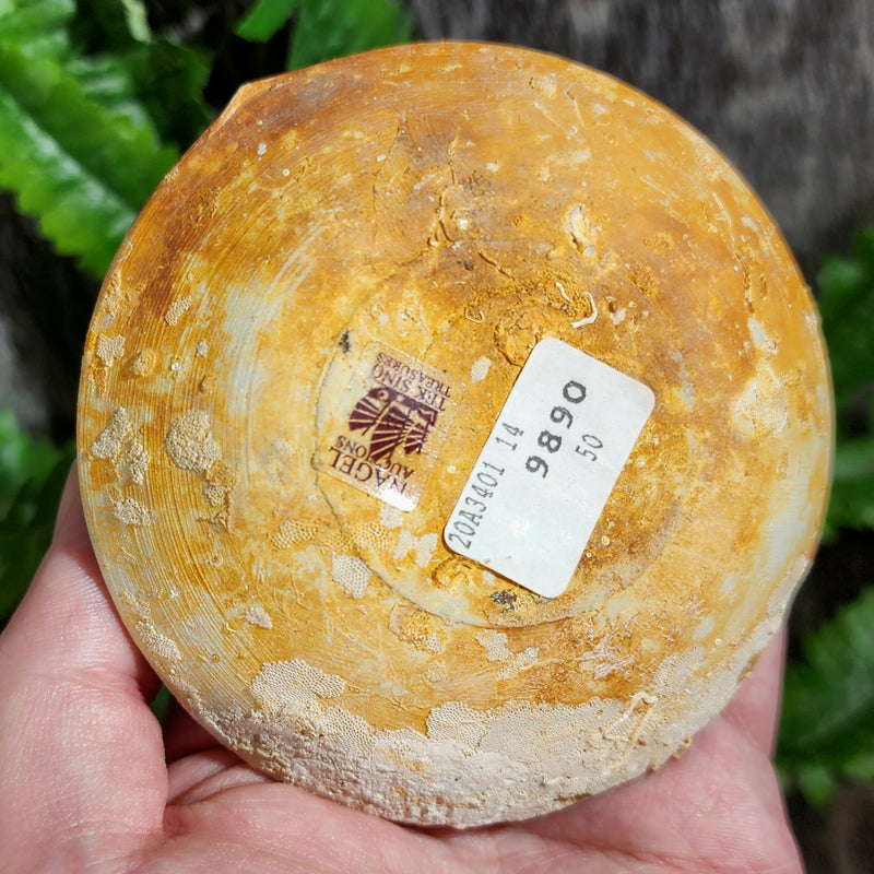 Tek Sing Shipwreck Plate