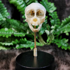 Exploded Squirrel Monkey Skull, Beauchene (Collapsible)