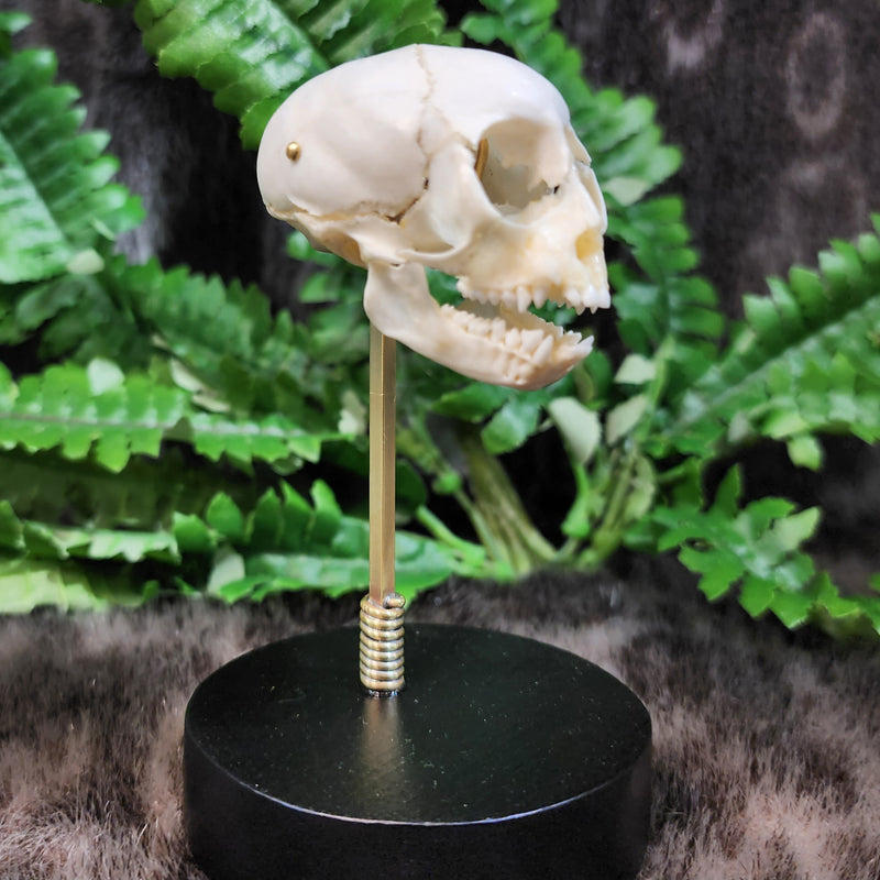 Exploded Squirrel Monkey Skull, Beauchene (Collapsible)