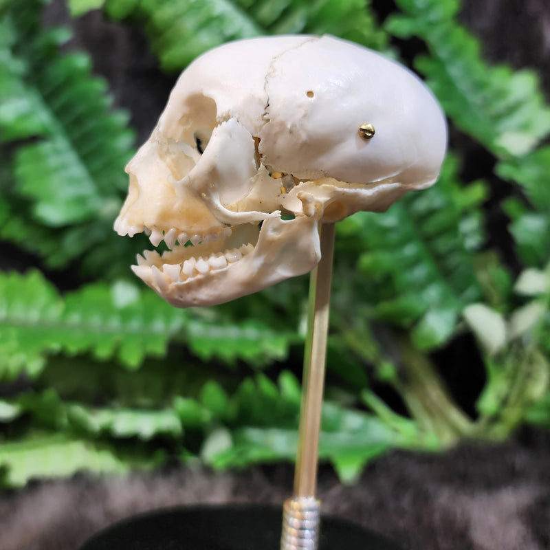 Exploded Squirrel Monkey Skull, Beauchene (Collapsible)