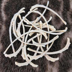 House Cat Rib Bones