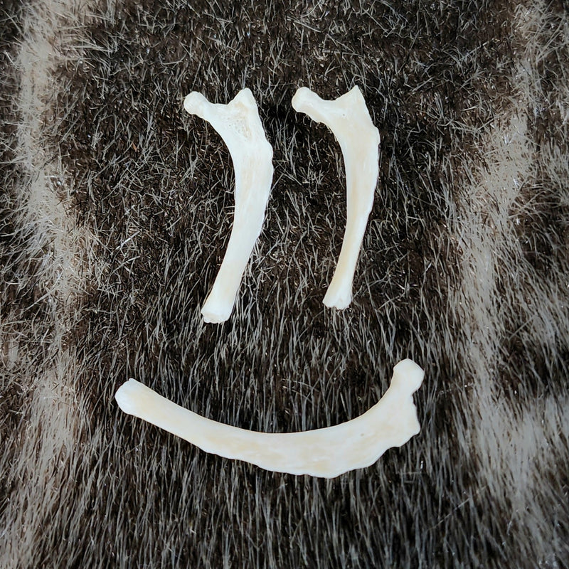 House Cat Rib Bones, Small