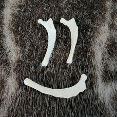 House Cat Rib Bones, Small
