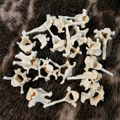 House Cat Vertebrae