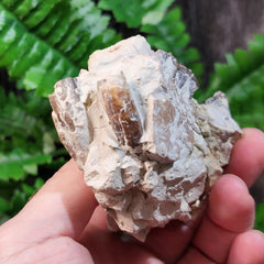 Oreodont Fossil Jaw C