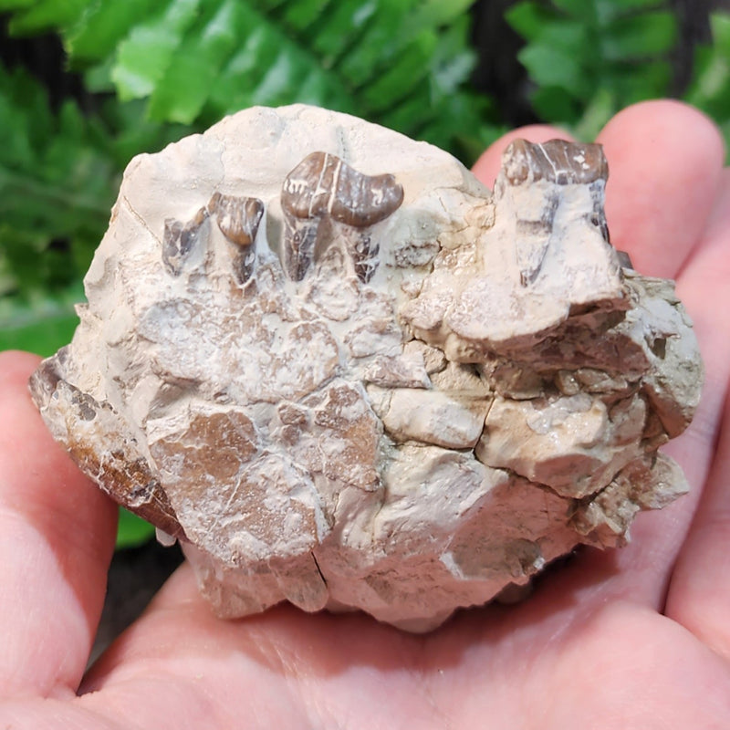 Oreodont Fossil Jaw C