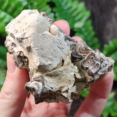 Oreodont Fossil Jaw C