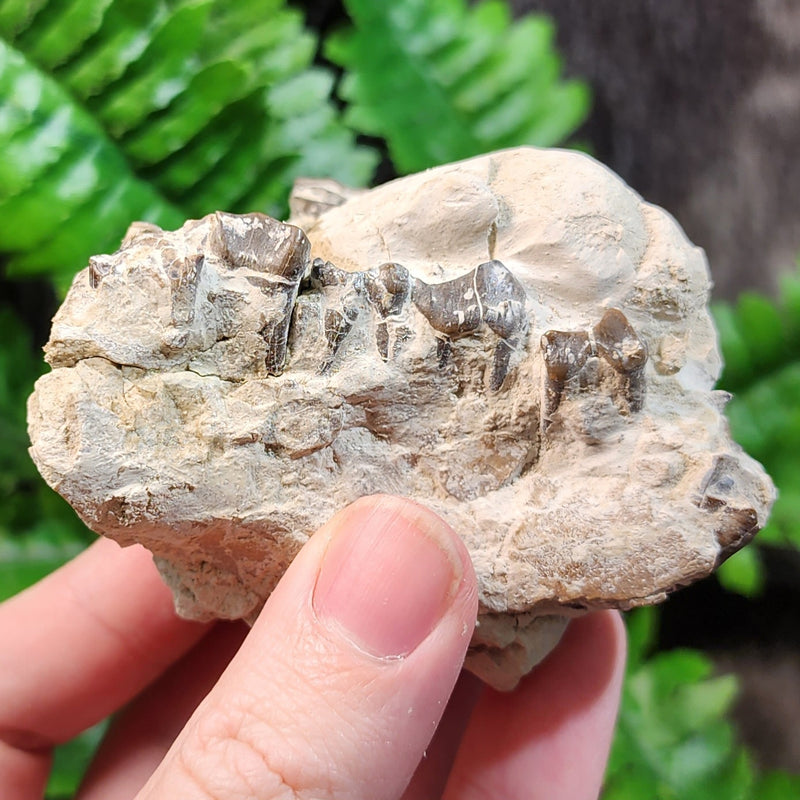 Oreodont Fossil Jaw C