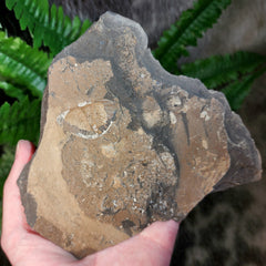 Pseudogygites Latimarginatus Trilobite 