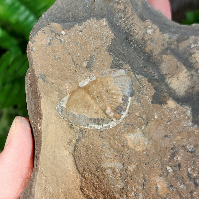 Pseudogygites Latimarginatus Trilobite "Trilobutt" A