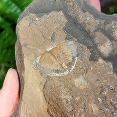 Pseudogygites Latimarginatus Trilobite 