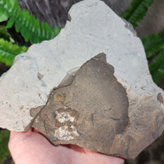 Pseudogygites Latimarginatus Trilobite 