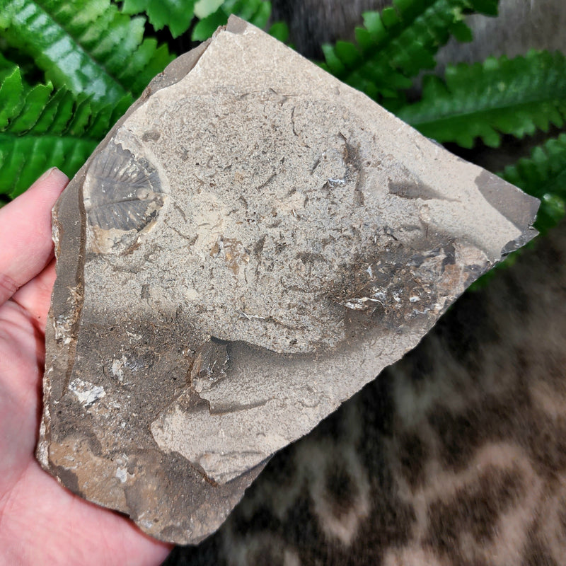 Pseudogygites Latimarginatus Trilobite "Trilobutt" D