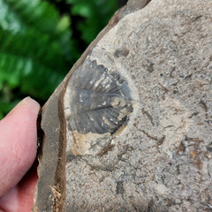 Pseudogygites Latimarginatus Trilobite 