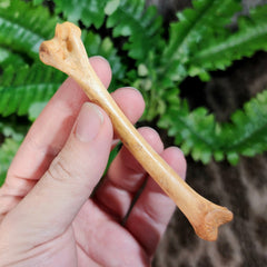 Fossil Coyote Leg Bone C