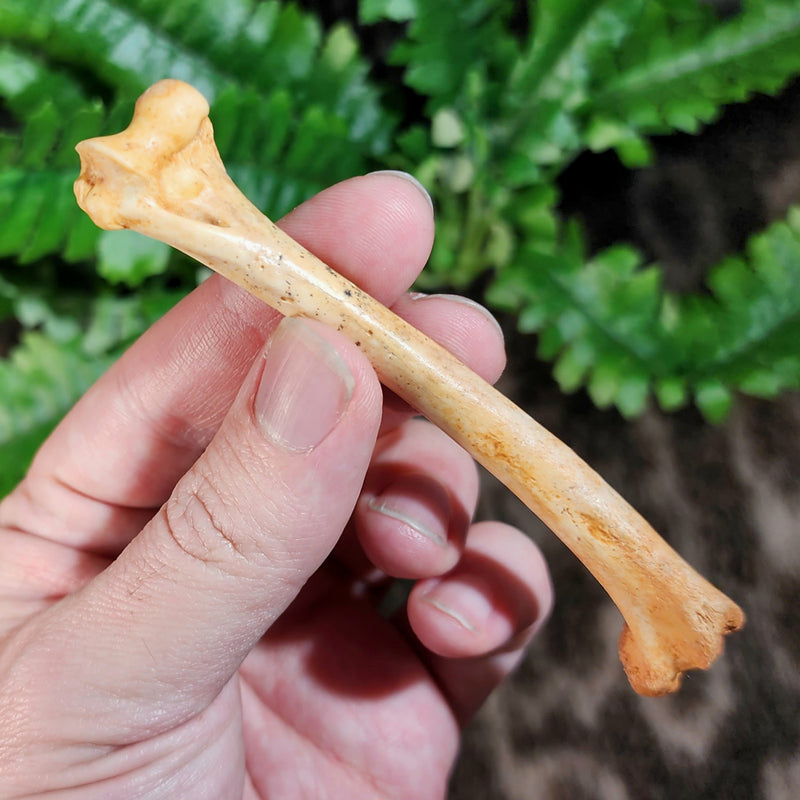 Fossil Coyote Leg Bone C