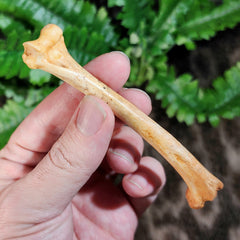 Fossil Coyote Leg Bone C